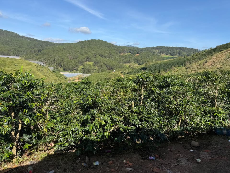 Bán 3 hecta đất làm vườn tại xã Lạc Dương, Lâm Đồng