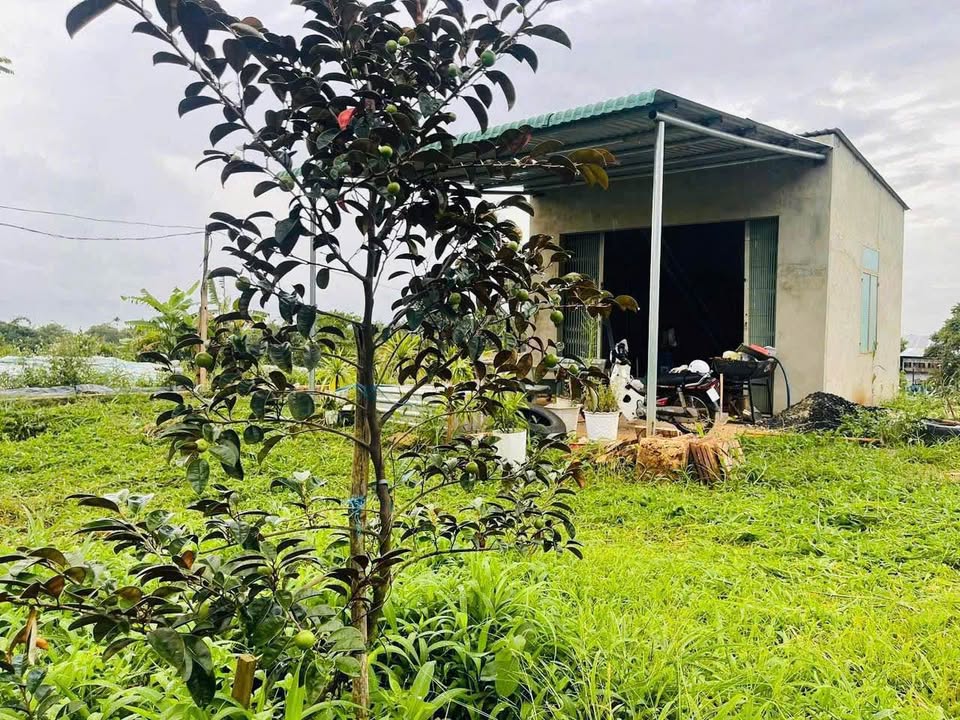 Bán đất vườn 2000m² 3 mặt tiền, nhà cấp 4, hướng Tây - Phù hợp nghỉ dưỡng, farmstay