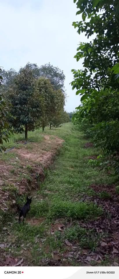 Vườn sầu riêng, bưởi, chôm chôm, nhãn ngập trái, giá ngộp tại Bình Dương