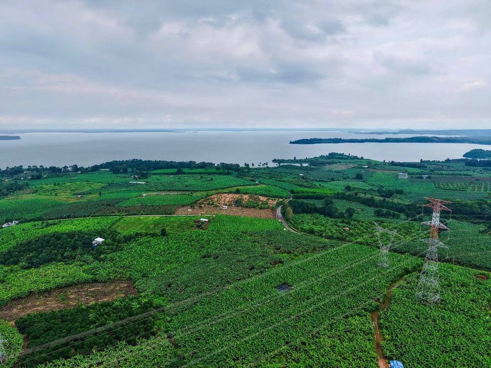 Cơ hội vàng sở hữu ngay mảnh vườn cây ăn trái lâu năm trù phú, diện tích 1000m2 tại Thống Nhất, Đồng Nai