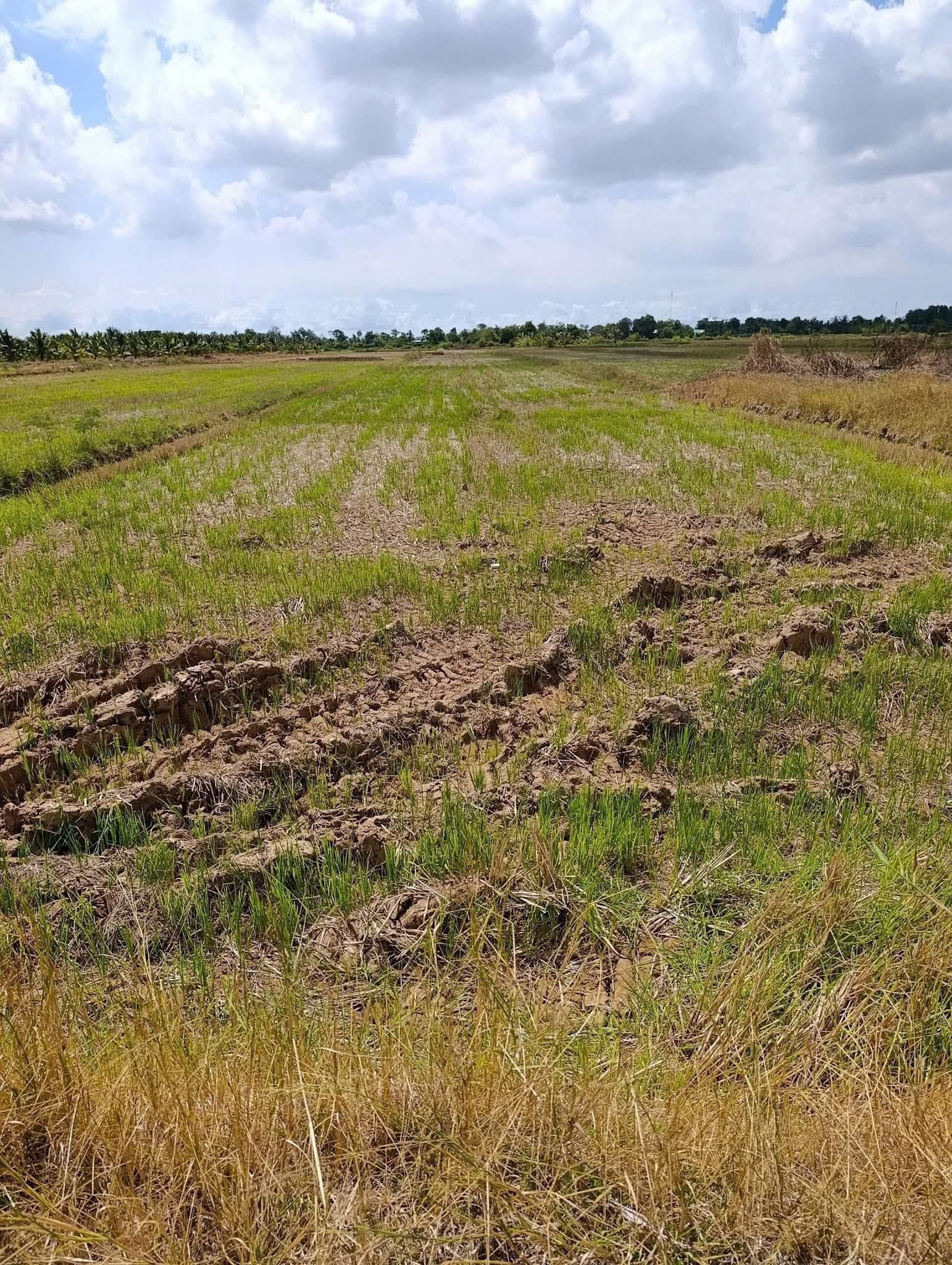 Đất Vàng Nơi đất trời giao hòa, Giồng Giá - Vĩnh An, Ba Tri, Bến Tre