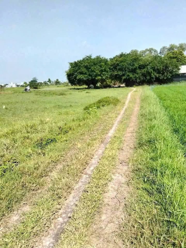 Đất nền sổ sẵn, full thổ cư, giá tốt cạnh Cát Tường Phú Sinh, Đức Hòa, Long An