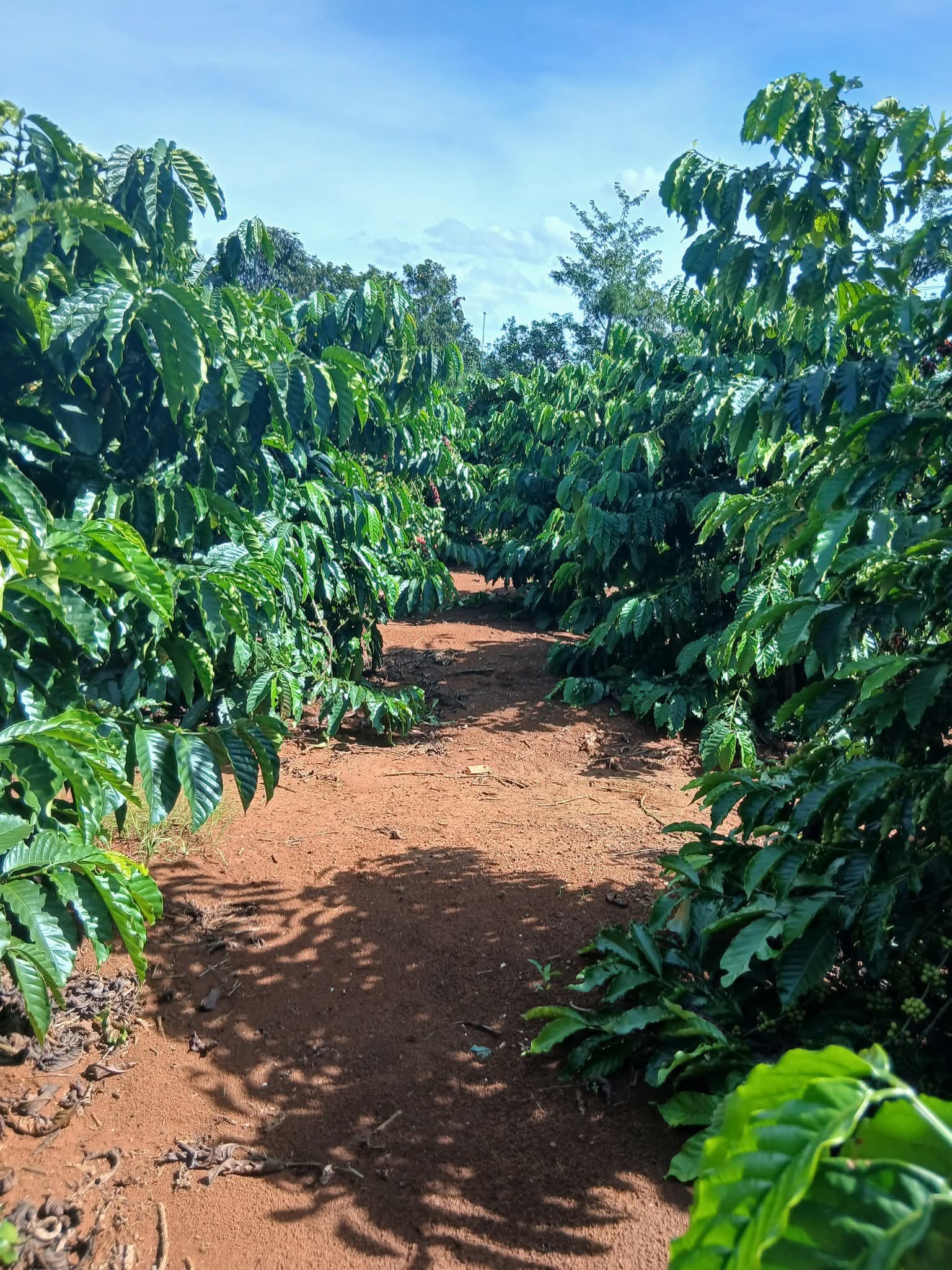 Bán 1,2ha đất Liên Hà, Lâm Hà có nhà, điện, nước tưới, giếng khoan, view cafe đẹp