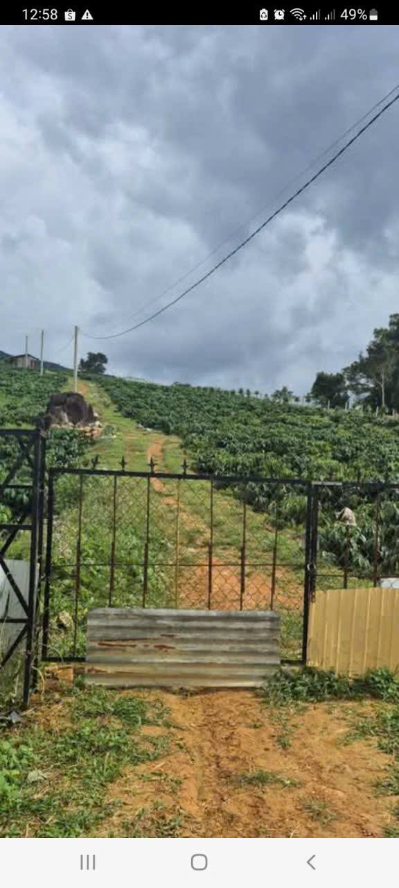 Đất vườn Di Linh - Cà phê tơ mướt, chòi hồ điện nước đủ cả