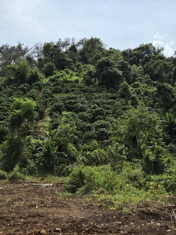 Bán gấp 3500m2 đất đồi triền view suối, cafe thu hoạch tại Đắk Lắk