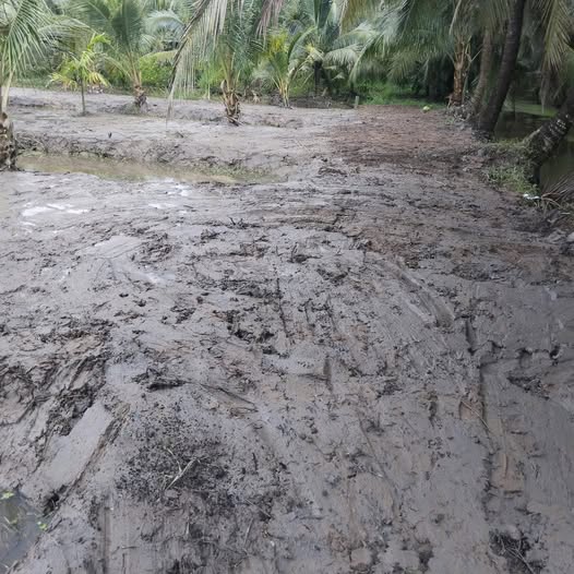 Mảnh đất vườn dừa trù phú, sẵn sàng đón chủ mới tại Bình Thành, Bến Tre