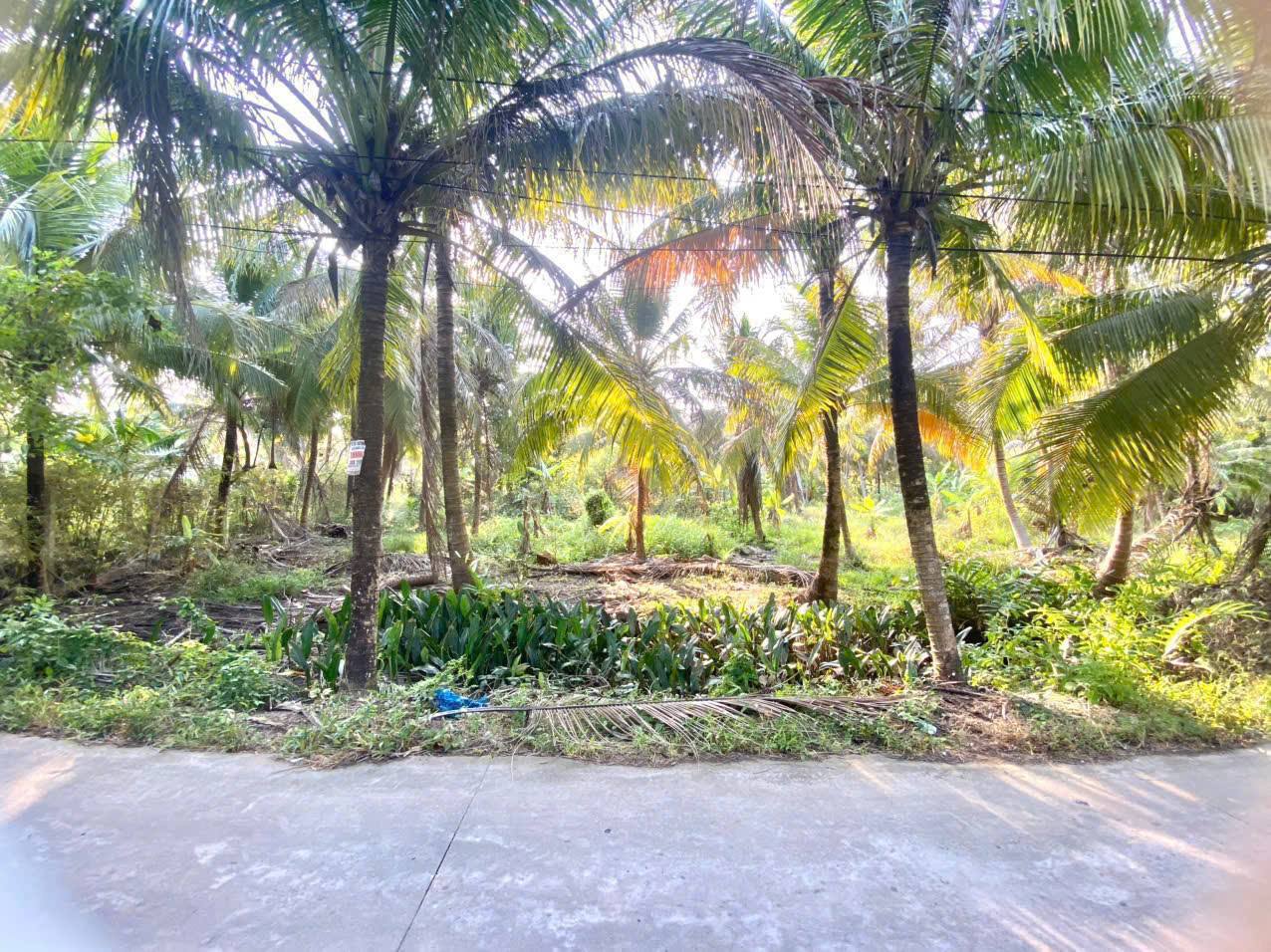 Tìm đâu ra mảnh đất vườn dừa xịn sò mà giá lại hời như thế này