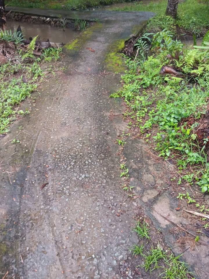 Đất Bến Tre xịn xò, diện tích 986m2, giá chỉ 500 củ