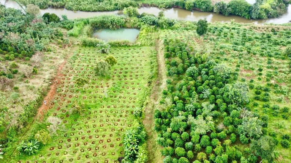 Đất vàng Nhân Cơ 1,7 ha cà phê, sầu riêng, suối mát, giá 2,3 tỷ