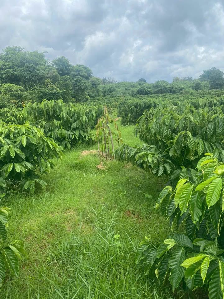 Đất view hồ Ông Ngãi, Buôn Ma 1 tỷ 650 triệu, sở hữu ngay