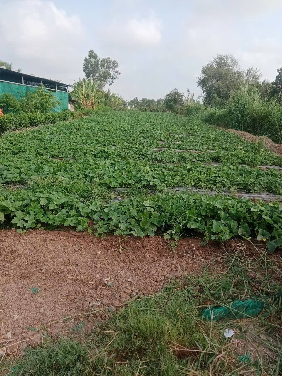 Bán đất vườn ấp Dương Hòa, Gò Công Đông - 12x57m, 120m2 thổ cư, giá 1.35 tỷ