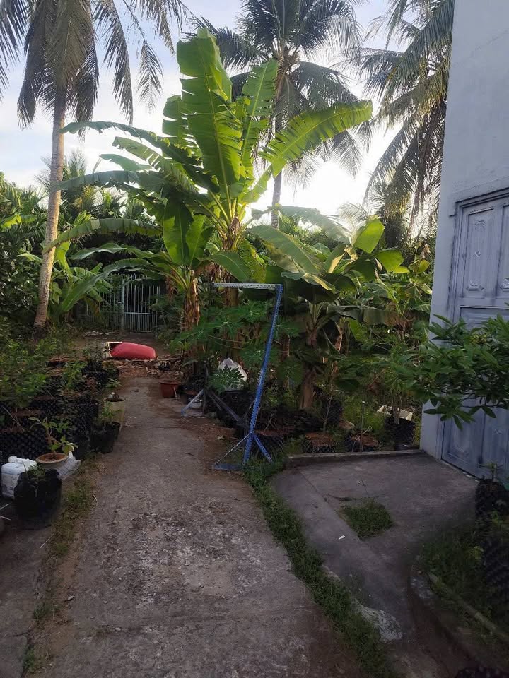 Đất thổ cư Phường 1, Trà Vinh ngang 4,5m, dài 16,5m, giá chỉ 390 triệu