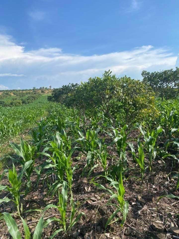 Đất Đắk Lắk 6 ha điều xanh mướt, giá hời như mơ