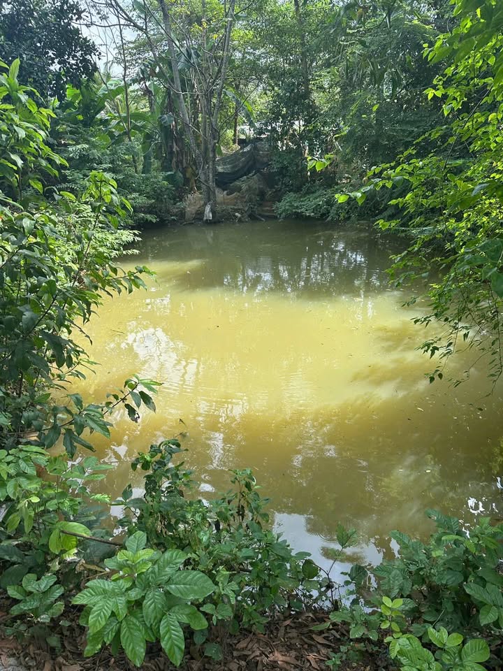 Cho thuê vườn 7 sào có nhà, suối, ao tại Long Phước, Long Thành, Đồng Nai