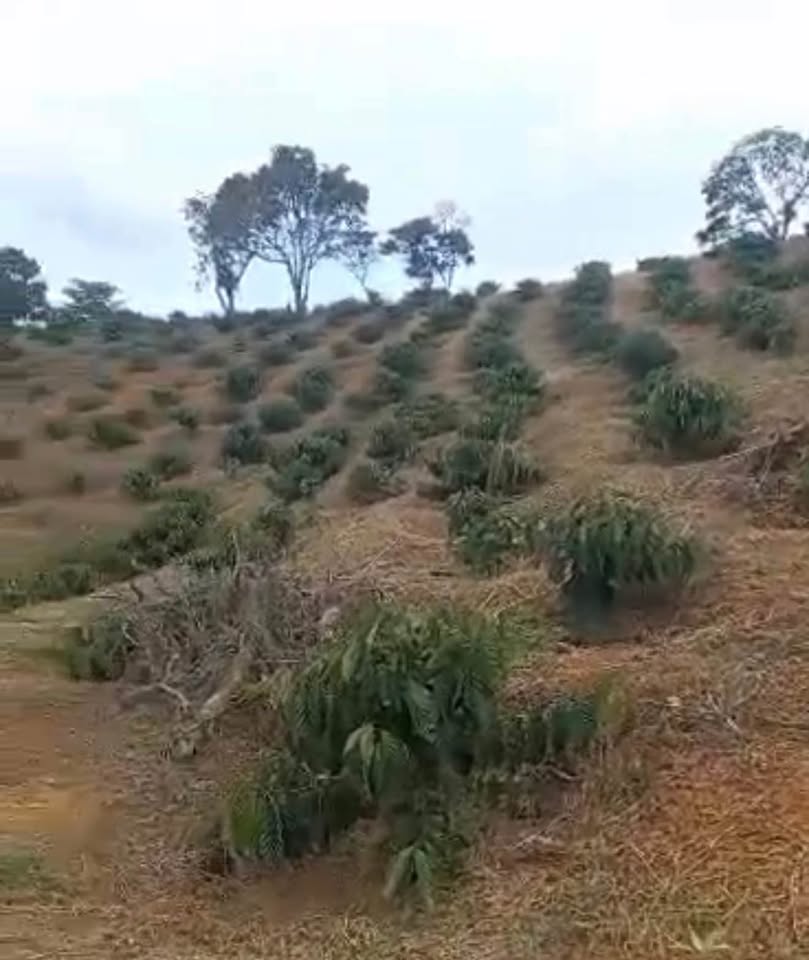 Đắk Lắk - Bán gấp rẫy cà phê 1.4ha, giá chỉ 700 triệu, đầu tư sinh lời