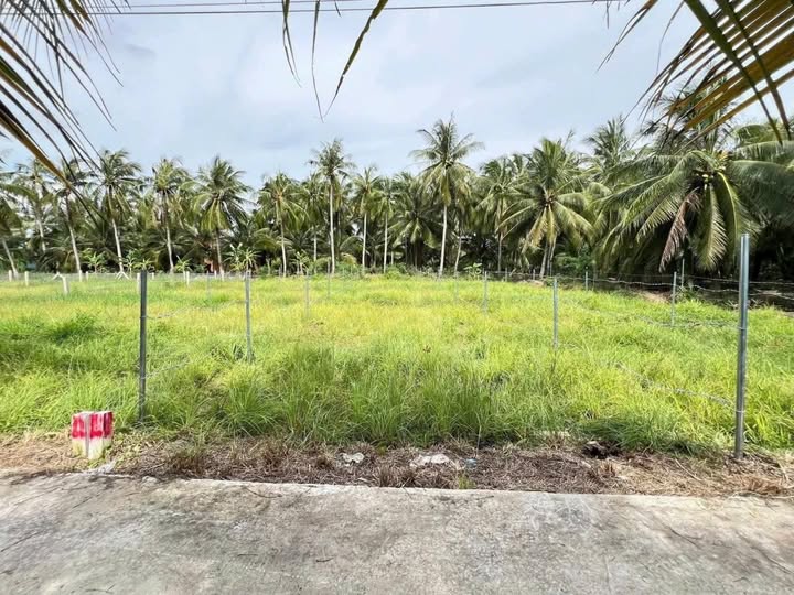 Đất Vĩnh Hữu, Gò Công Tây 260 triệu, sổ đỏ sẵn sàng, chỉ 20m ra tỉnh lộ