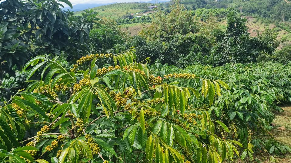 Đắk Nông 2ha đất cà phê view đẹp, đường ô tô tới vườn, sổ đỏ sẵn sàng