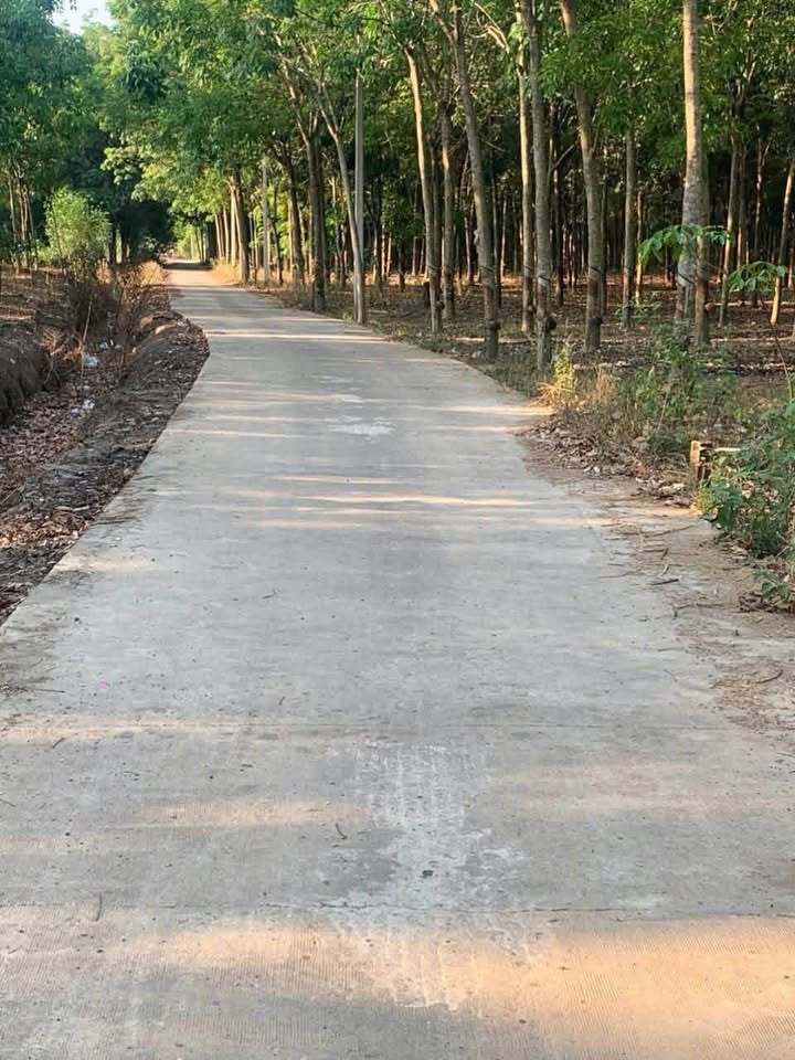 Bán nhanh 9,2 ha cao su mặt tiền 41m tại Đồng Xoài, Bình Phước giá hời