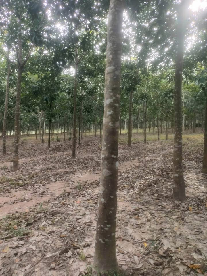 Cần bán gấp lô đất vườn cao su rộng 3.8ha tại xã Tân Hưng, huyện Hớn Quản, tỉnh Bình Phước