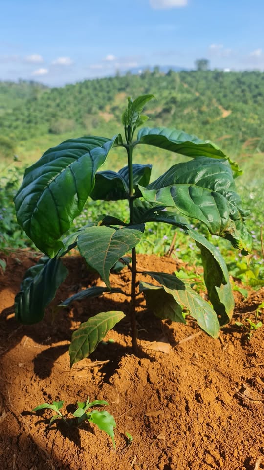 Đất Quảng Khê 1.2ha cà phê tơ, đường ô tô tận vườn, view Tà Đùng