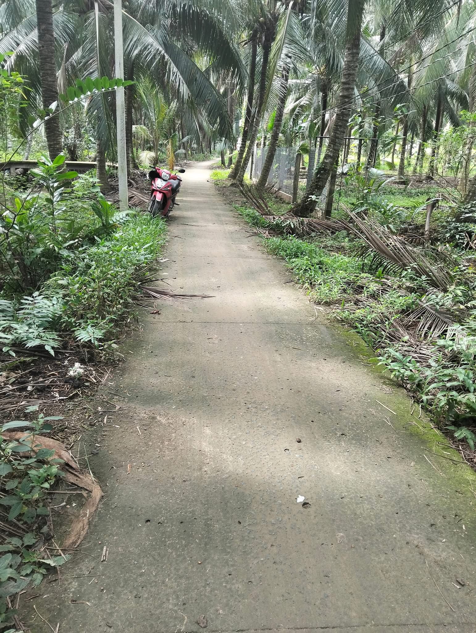 Cơ hội sở hữu ngay 6 công đất vườn dừa khô trù phú tại xã Hưng Nhượng, Giồng Trôm, Bến Tre