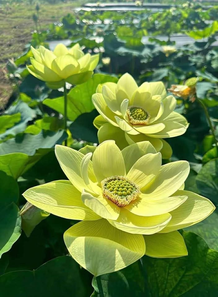 Siêu phẩm nhà 2 tầng mới đẹp, sẵn sàng đón chủ nhân mới