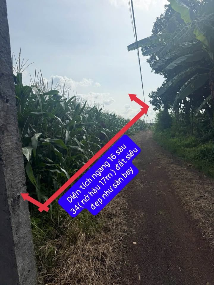 Đất 543m2 sổ riêng, 295 triệu chốt nhanh kẻo lỡ