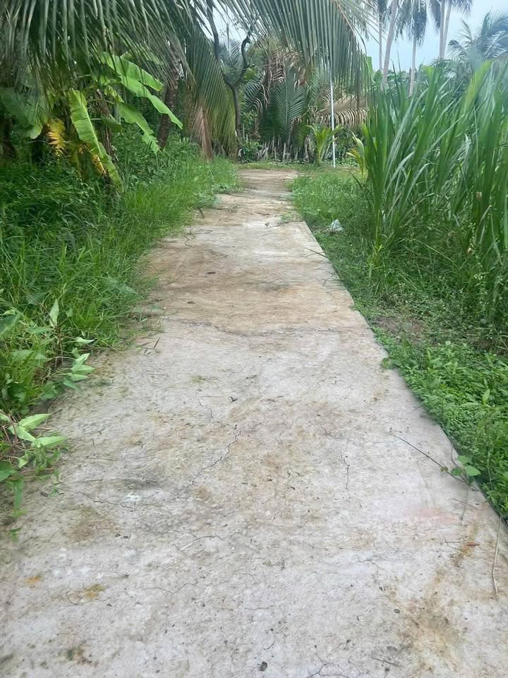 Cơ hội sở hữu ngay lô đất thổ cư vuông vắn tại xã Thới Lai, Bình Đại, Bến Tre với diện tích 156m2