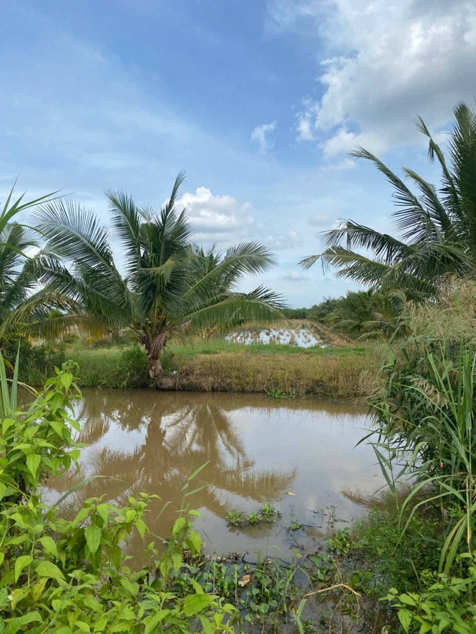 Vườn dừa xanh mát tại xã An Bình Tây, Ba Tri đang chờ đón chủ nhân mới