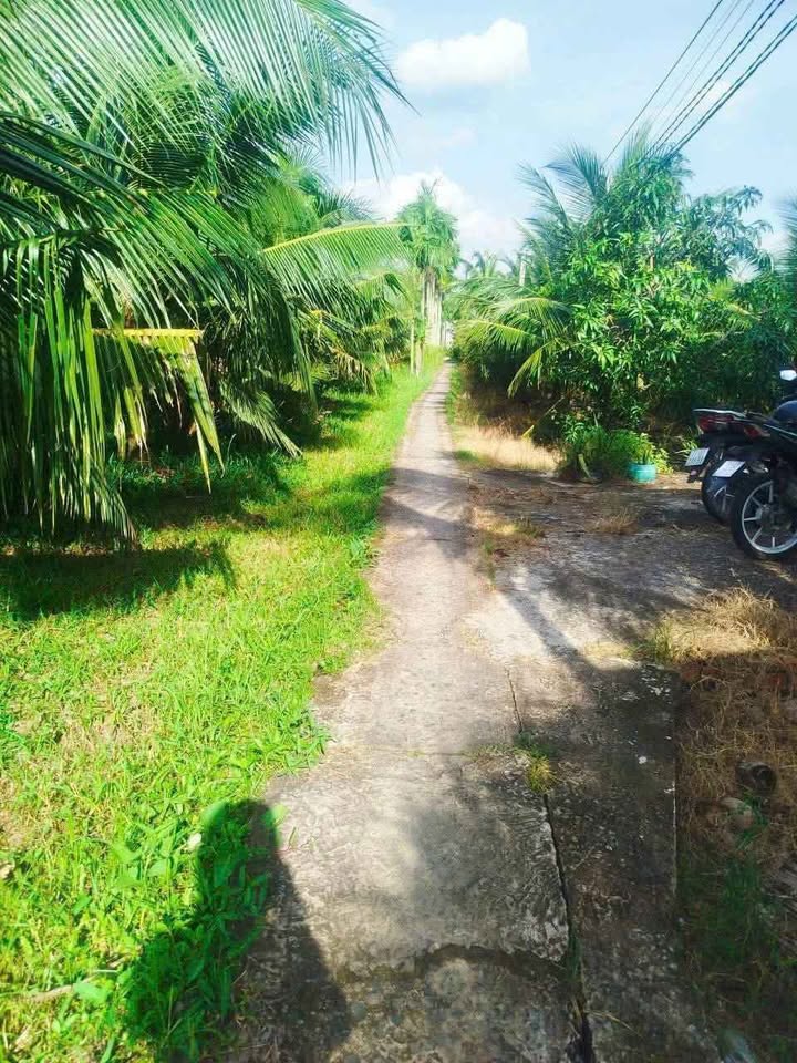 Cơ hội sở hữu ngay 1.417m2 đất vườn dừa xanh mướt, cam trĩu quả tại xã Lương Hòa