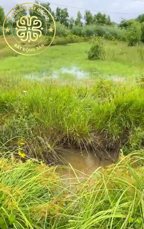 Khu đất vàng tọa lạc trên mặt tiền Quốc lộ 1A, Hàm Rồng, Năm Căn, Cà Mau, cách Cổng Chào Năm Căn hơn 2km