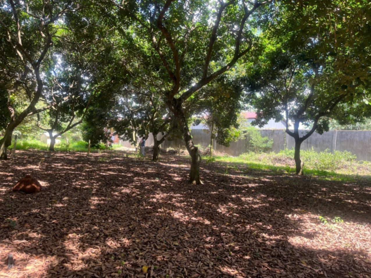 Vườn chôm chôm Thái lan năng suất cao, giá sập sàn chỉ 1.4 tỷ