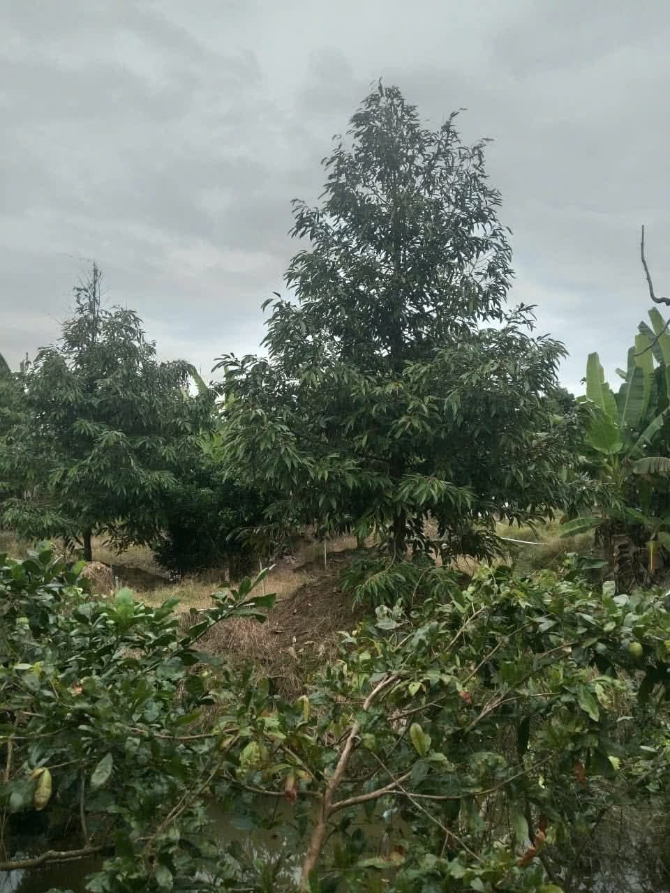 Cơ hội có một không hai để sở hữu ngay 2500m2 đất vàng tại Xã Tân Phong, Cái Lậy, Tiền Giang