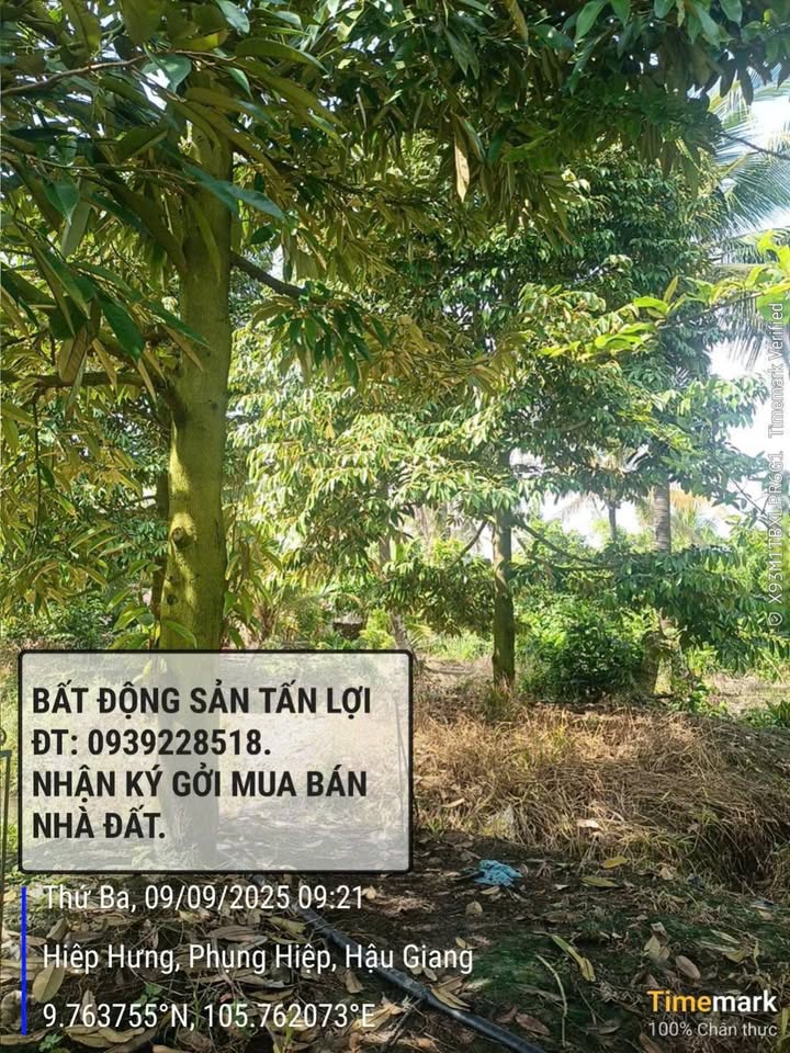 Cần bán vườn sầu riêng 8 năm tuổi với tổng diện tích 22.000m2