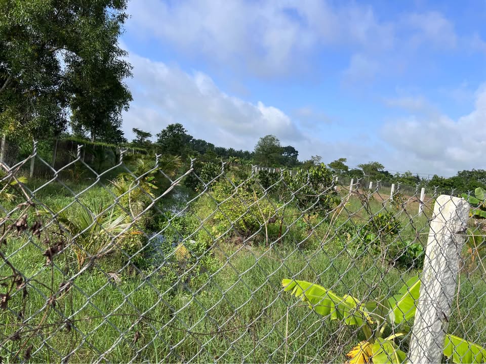 Bán đất vườn 1160m2 tại Phước Thạnh, Gò Dầu, Tây Ninh - giá chỉ 290 triệu