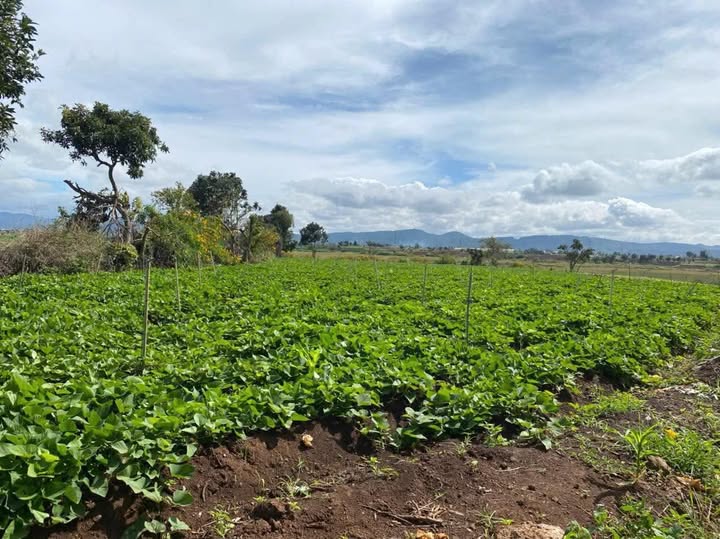 Bán 6.2 sào đất mặt tiền 100m tại Đức Trọng, Lâm Đồng