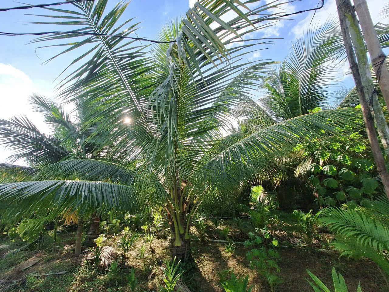 Bán đất cây lâu năm tại Long Thới, Chợ Lách, Bến Tre với diện tích 1000m²