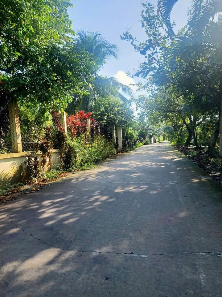 Đất vàng Bến Tre, 1 công đất mặt tiền, thổ cư sẵn, trồng dừa thu hoạch, giá hời