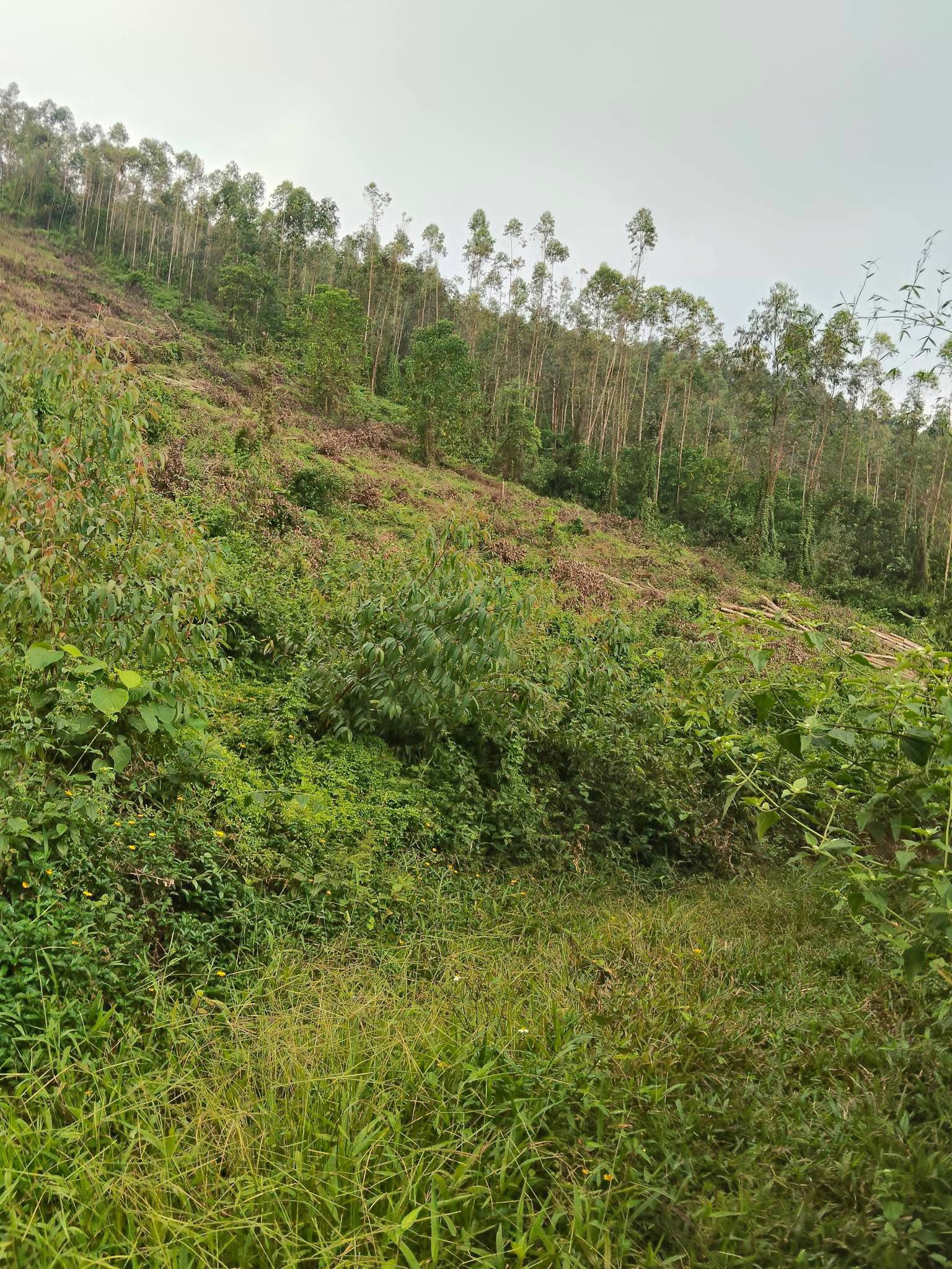 Bán 15ha đất rừng sản xuất tại Vĩnh Phúc, sổ đỏ đầy đủ