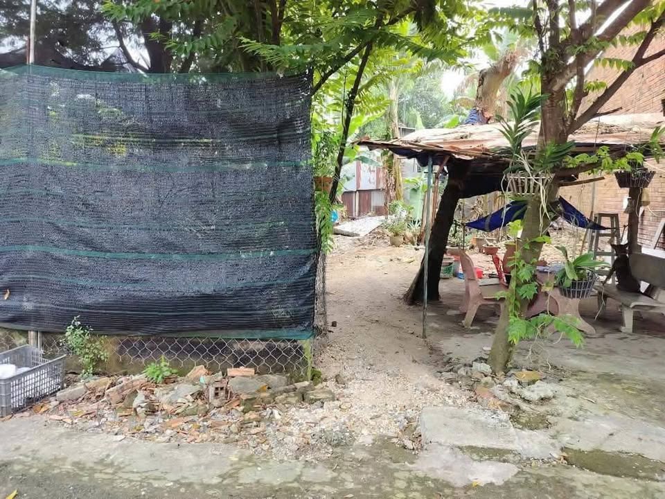 Đất Hóc Môn nở hậu, giá mềm mại như bánh tráng