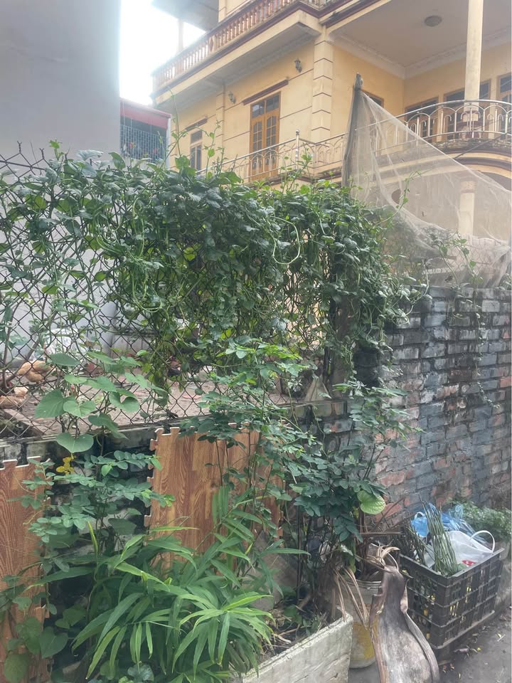 Đất Việt Hưng 43m² vuông vắn, ô tô phi thẳng vào nhà, giá nhỉnh 6 tỷ