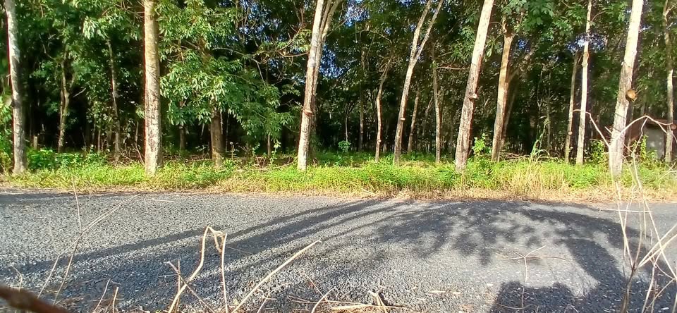 Siêu phẩm đất nền Long Hòa, Dầu Tiếng, Bình Dương với diện tích khủng 3000m²