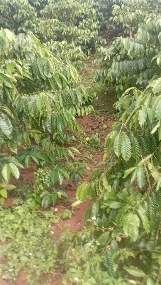 Đất Đăk Nông 1,2ha, mặt tiền đường nhựa, đầu tư sinh lời ngay