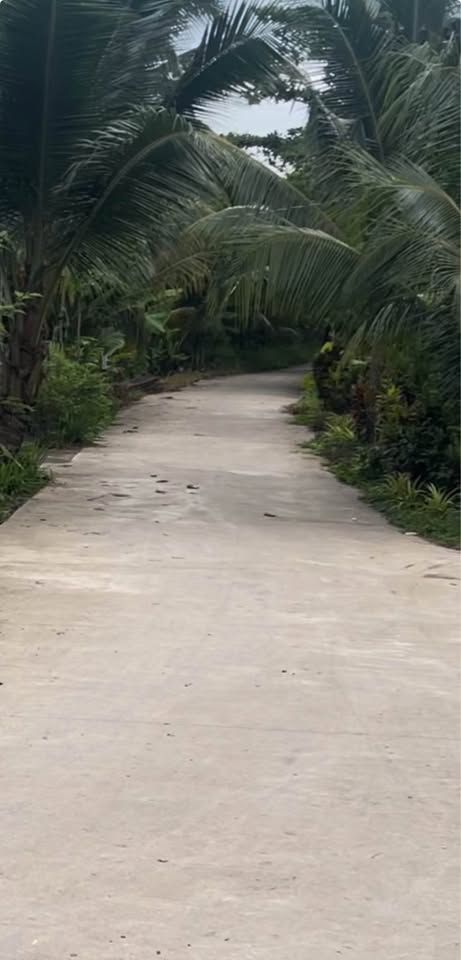 Bán đất trồng dừa mặt tiền đường tại xã Phong Thạnh, Cầu Kè, Trà Vinh