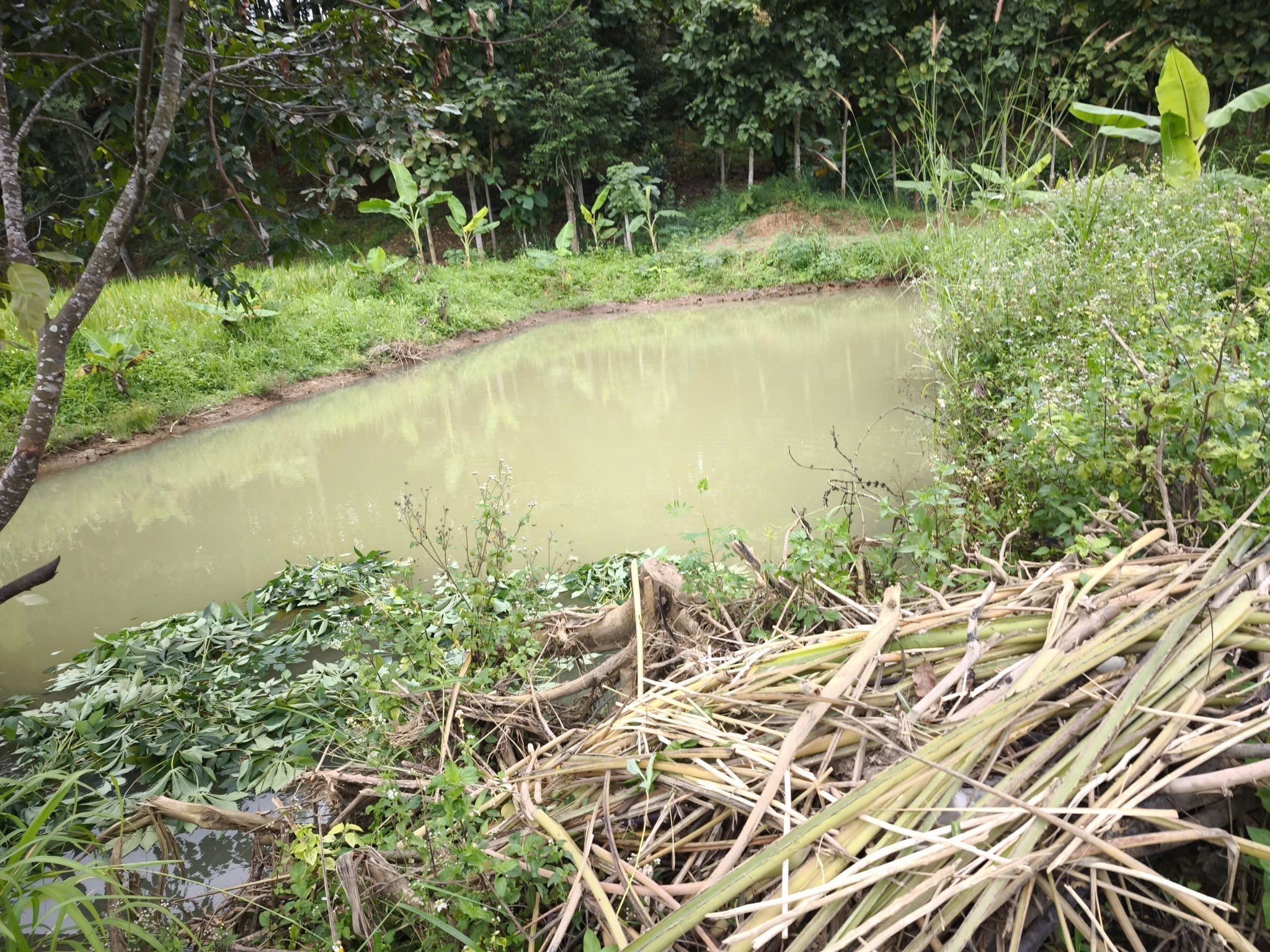 Bán đất trồng cà phê với vị trí đẹp tại khu dân cư Quảng Đà, Đăk Sôr