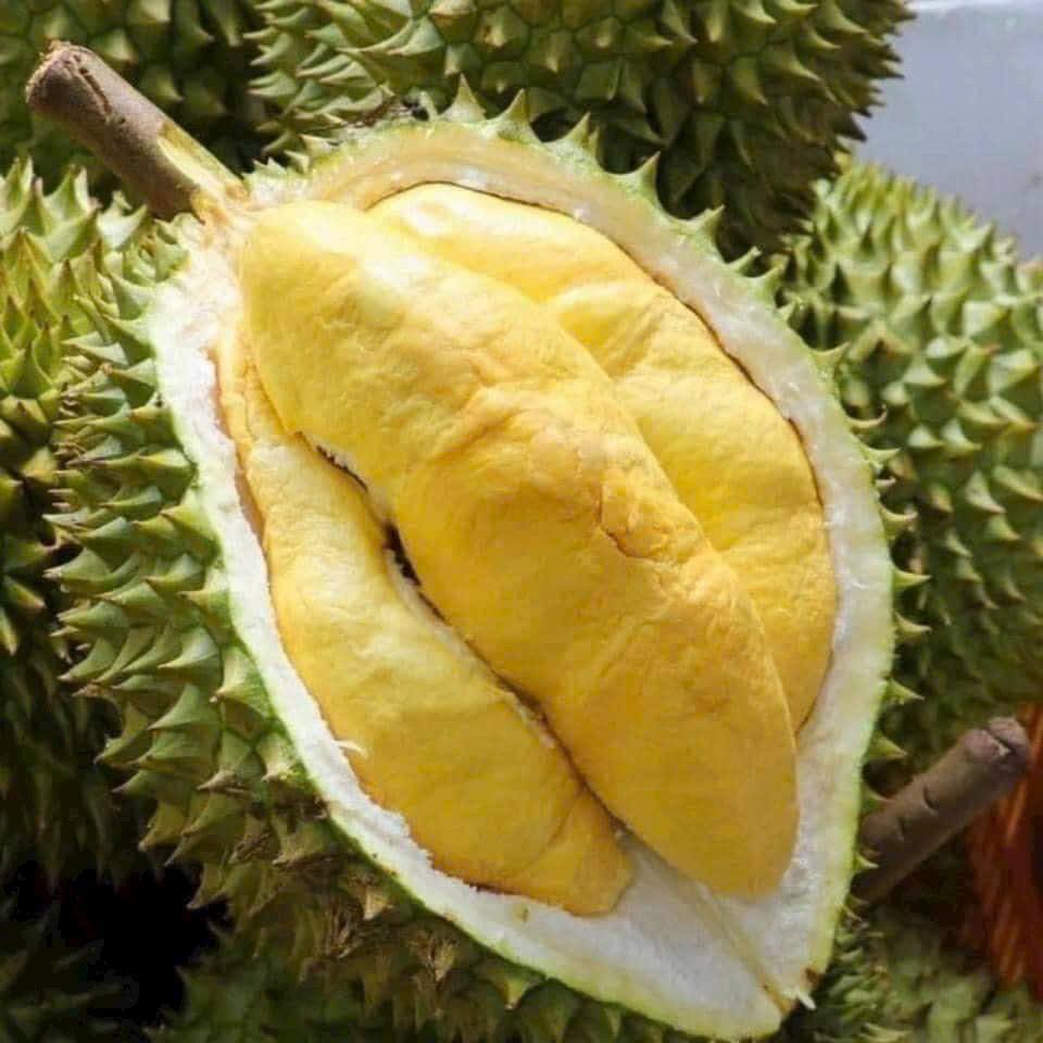 Bán 2,1 sào sầu riêng đẹp, có thổ cư tại Cẩm Mỹ, Đồng Nai, giá 3,1 tỷ