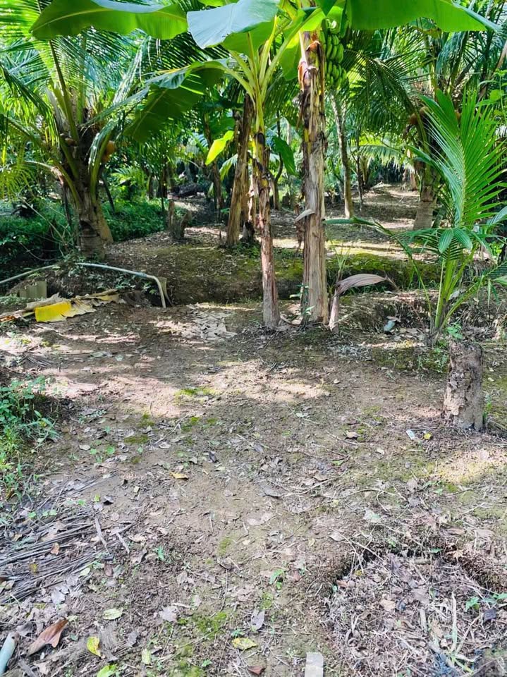 Bán đất vườn tại Thị Trấn Châu Thành cũ, tỉnh Bến Tre