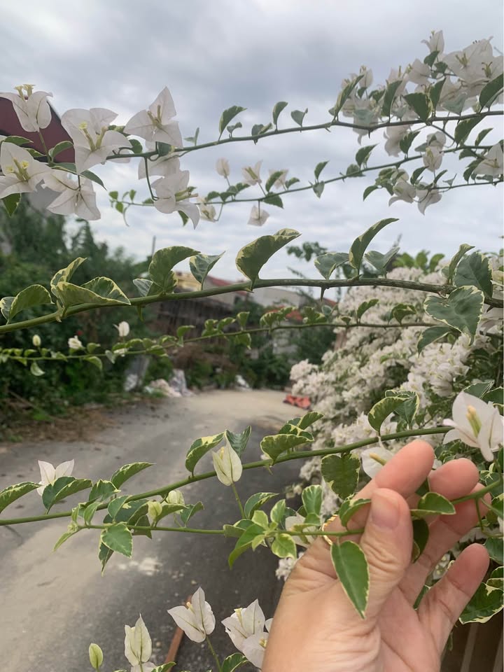 Siêu phẩm đất nền Tự Thôn, Nam Sơn, Bắc Ninh đã sẵn sàng