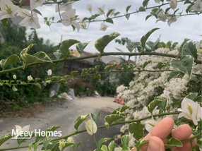 Siêu phẩm đất nền Tự Thôn, Nam Sơn, Bắc Ninh đã sẵn sàng