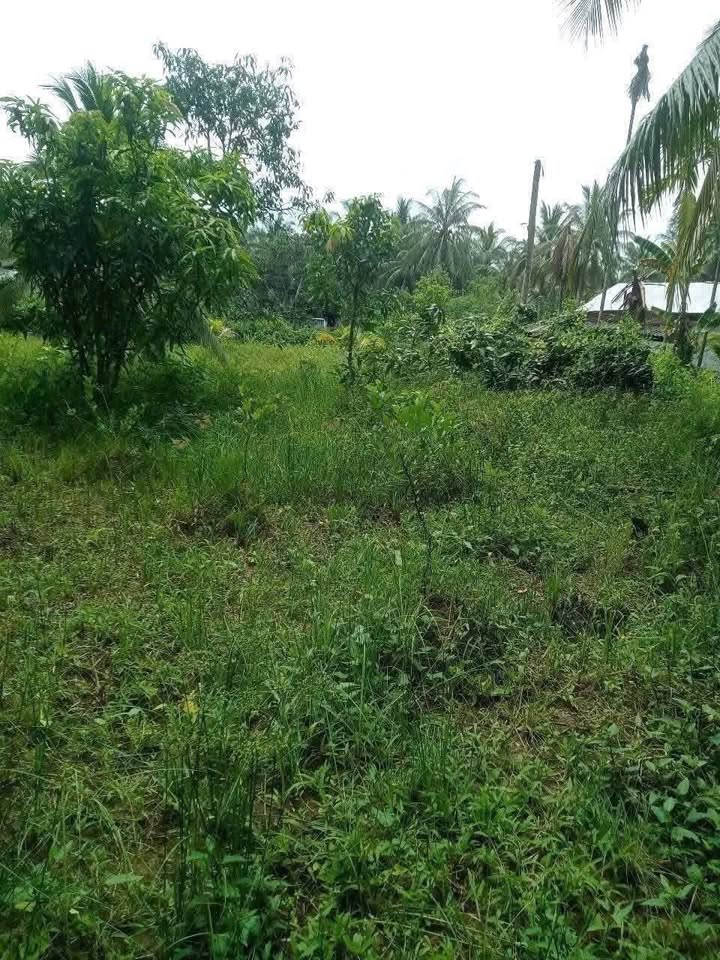 Bán đất 980m² Phước Mỹ Trung, Bến Tre giá tốt, vị trí đắc địa